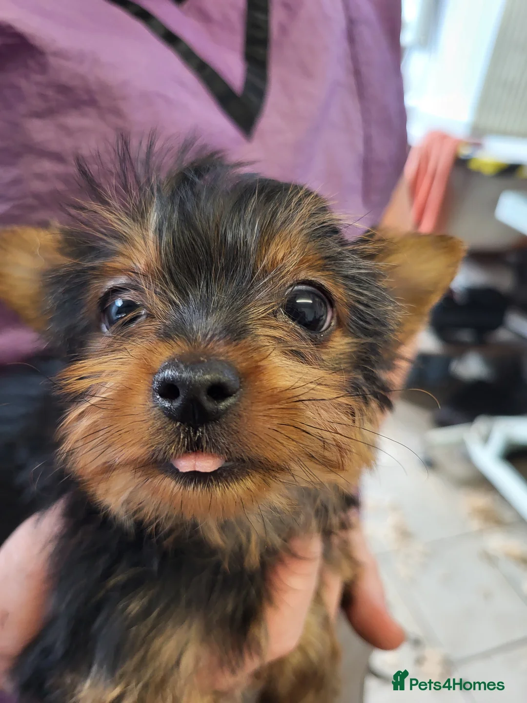 Yorkshire Terrier dogs for sale: 2 yorkie boys now ready for their forever homes - Advert 4