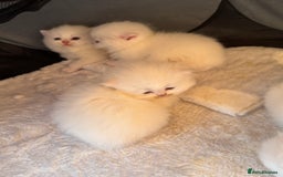 British Longhair cats for sale: Adorable Pure White Blue-Eyed British Kittens - Image 1
