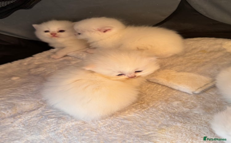 British Longhair cats - Advert 5