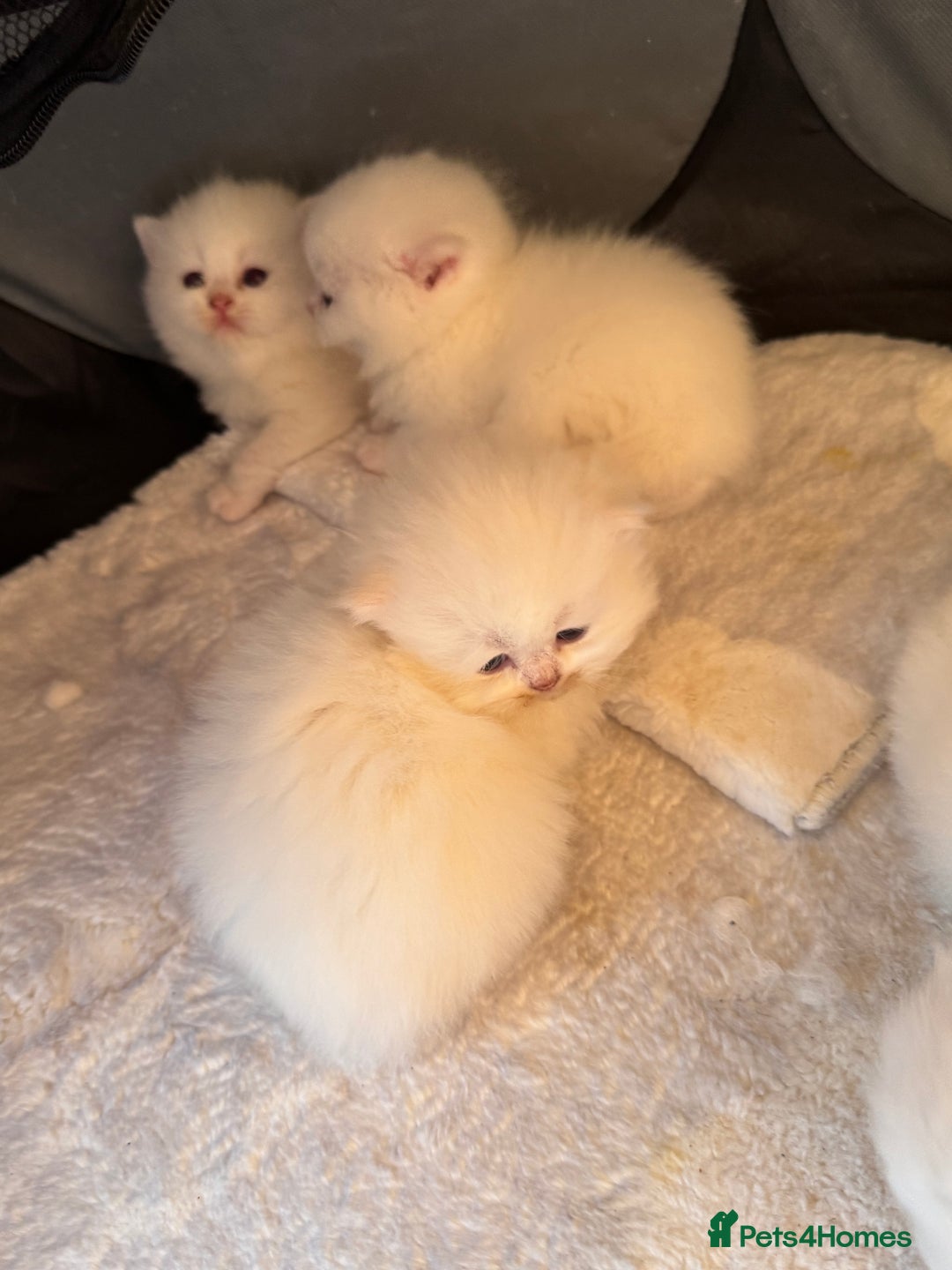 British Longhair cats for sale: Adorable Pure White Blue-Eyed British Kittens - Image 1