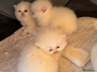 British Longhair cats - Advert 24