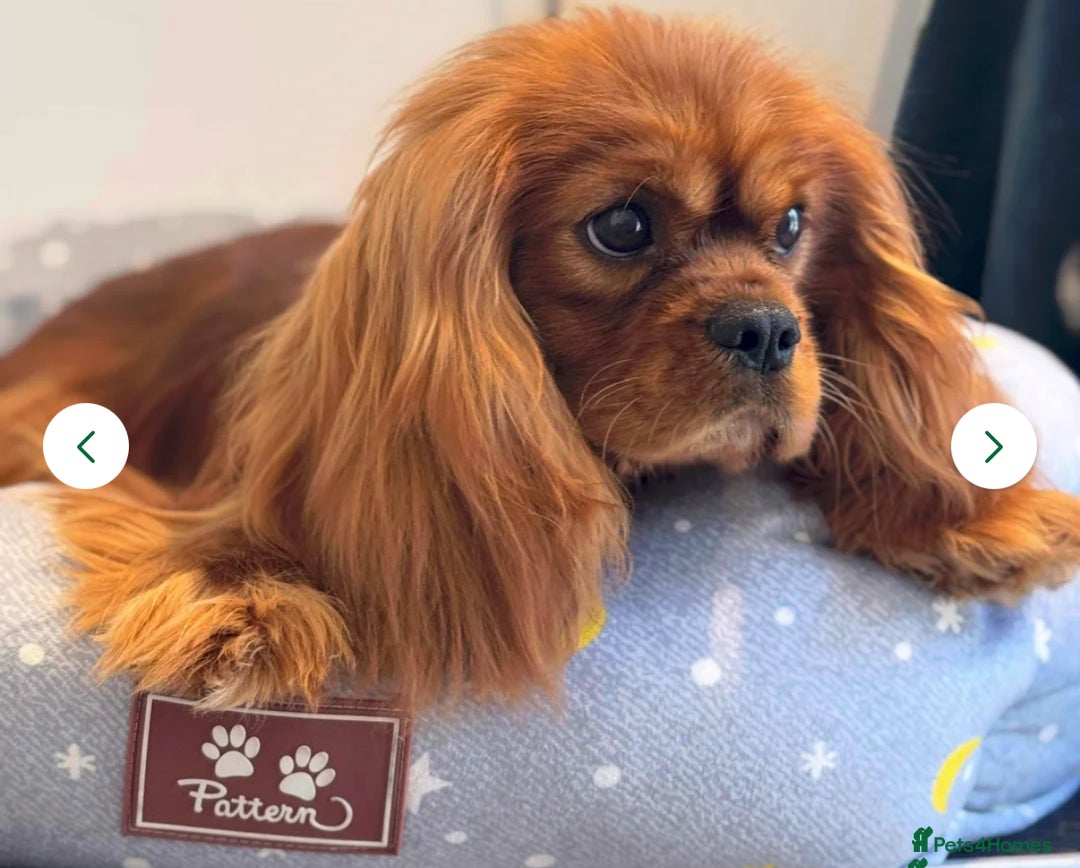 Cavachon dogs for sale: Toy Cavachon male puppies 🩵💙DNA tested 🩵💙 - Image 7
