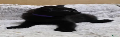 Boy purple collar 