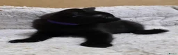 British Shorthair cats for sale: British Shorthair mix with Bombay cat - Advert 11