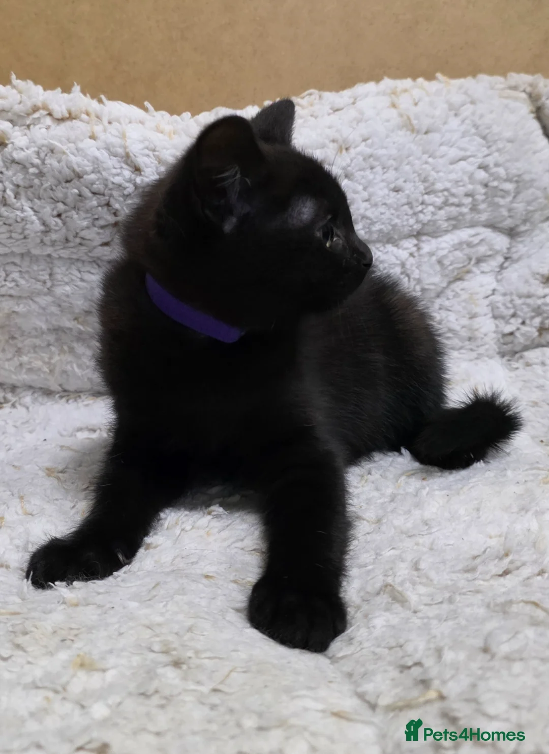 British Shorthair cats for sale: British Shorthair mix with Bombay cat - Advert 7