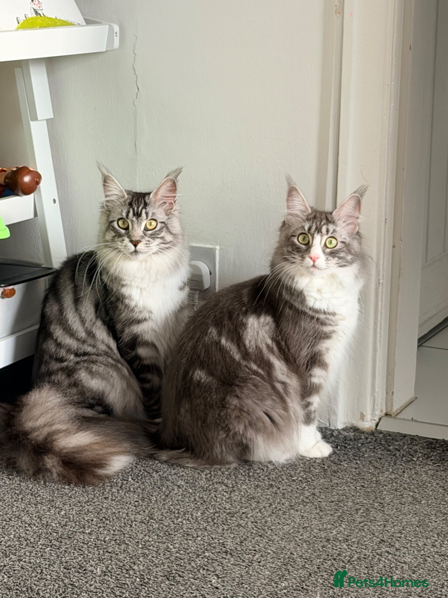 Maine Coon cats Maine coon sisters - Advert 1