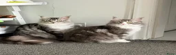 Maine Coon cats for sale: Maine coon sisters - Advert 1