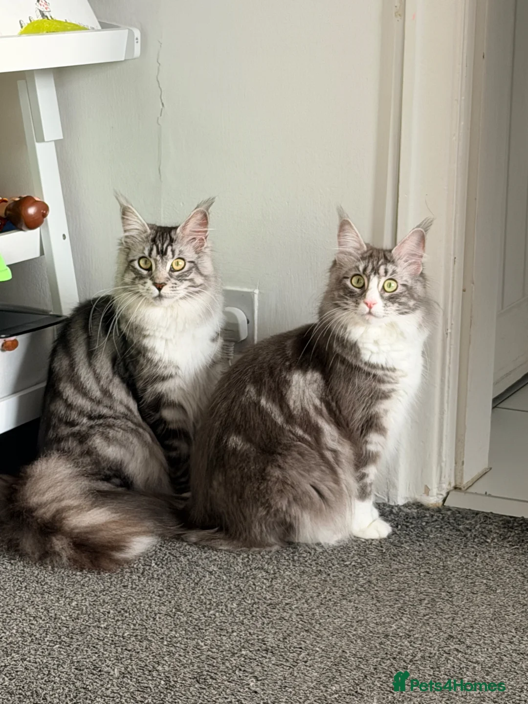 Maine Coon cats for sale: Maine coon sisters - Advert 1