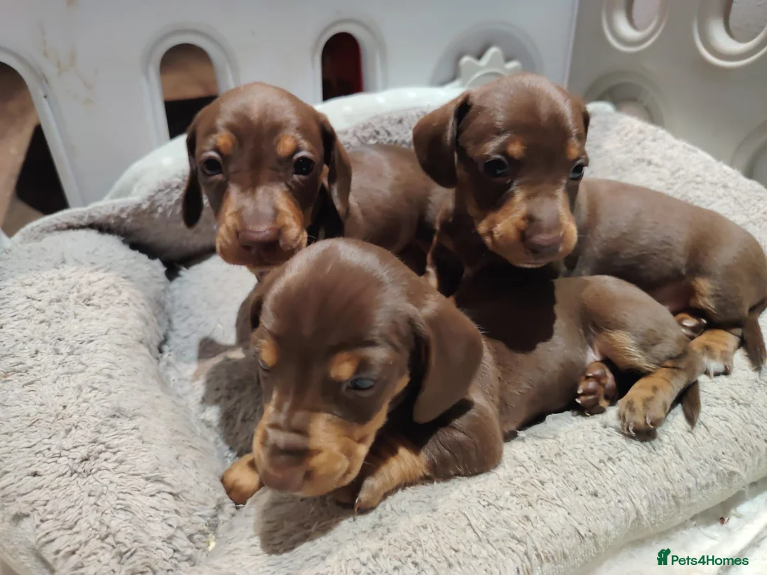 Miniature Dachshund dogs for sale: Gorgeous miniature dachshund in Mansfield - Advert 5