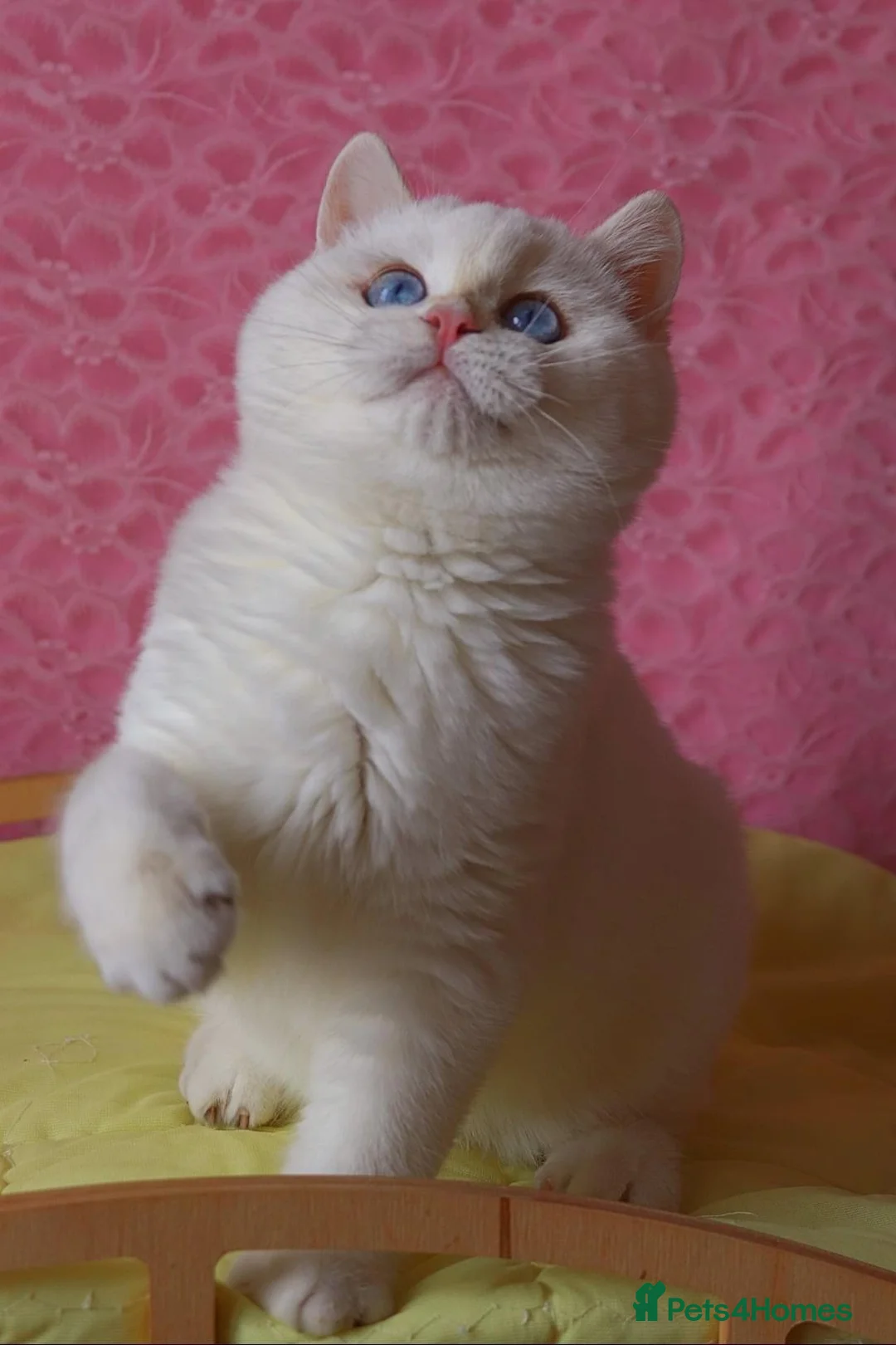 British Shorthair cats for stud: 🥇GCCF registered Gold tippedBritish shorthair🥇 in Slough - Advert 12
