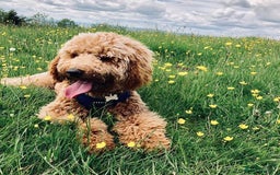 Labradoodle dogs for sale: Multigenerational Medium /Mini Labradoodles  - Image 1