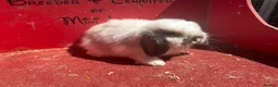 Mini Lop rabbits for sale: Mini lop babies ready for new homes now  - Advert 4