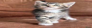Maine Coon Kitten 2