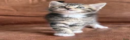 Maine Coon cats for sale: 1/2 Maine Coon Tabby, Grey Tabby and Black Kittens - Advert 8