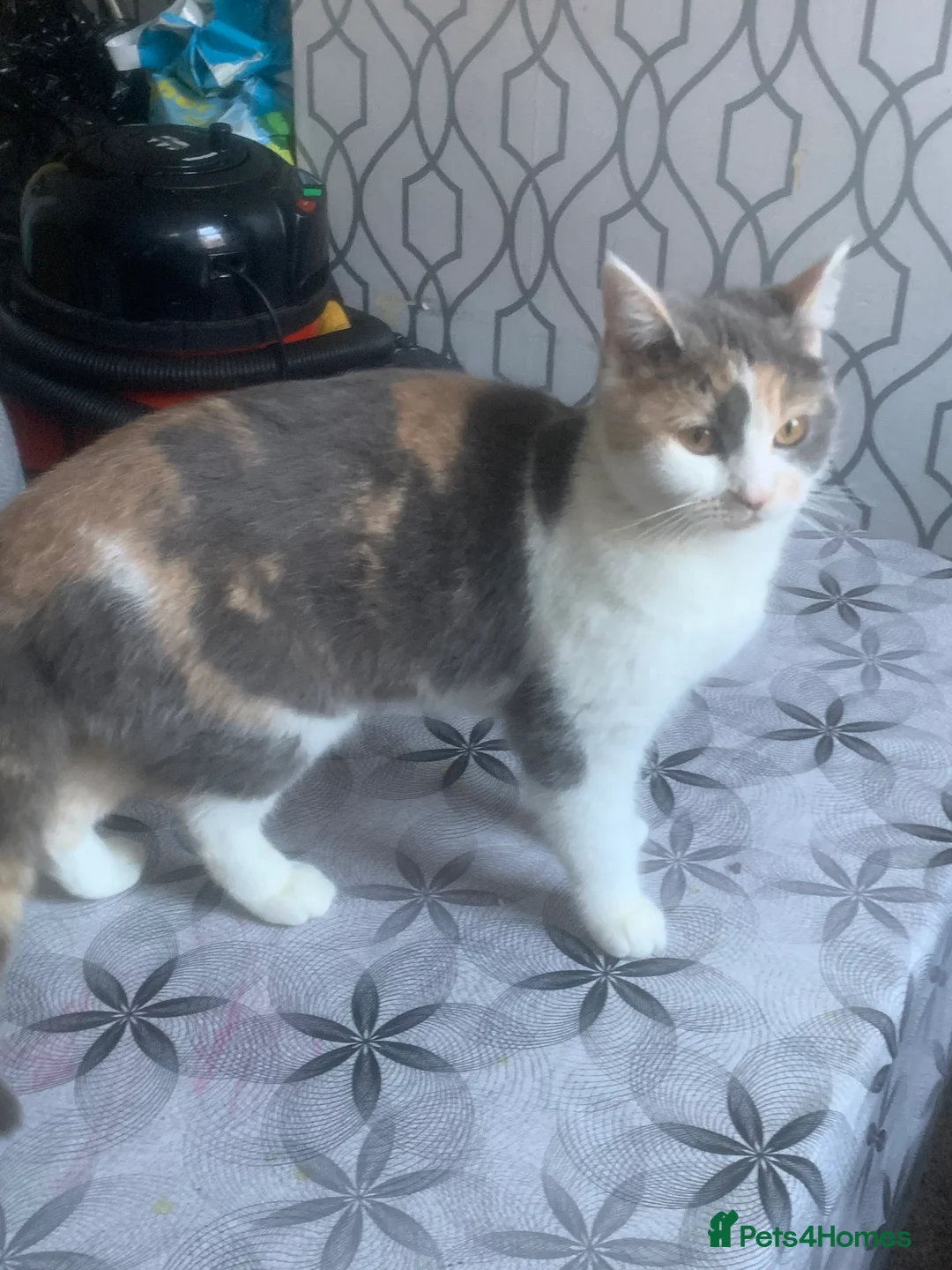 British Shorthair cats for sale: Cats for  in Luton - Advert 2