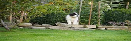 Saint Bernard dogs for sale: Outstanding St Bernard puppies for sale  - Advert 4