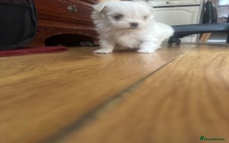 Maltese dogs for sale: Puppy  - Image 3
