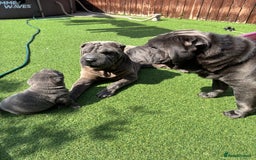 Shar Pei dogs for sale: Shar Pei Puppy 1 - Male Blue Chinese Shar pei  - Image 4