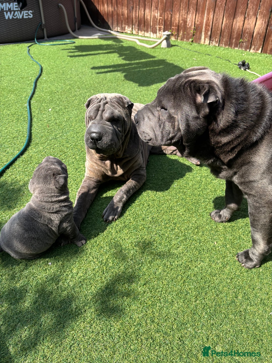 Shar Pei dogs for sale: Shar Pei Puppy 1 - Male Blue Chinese Shar pei  - Image 4