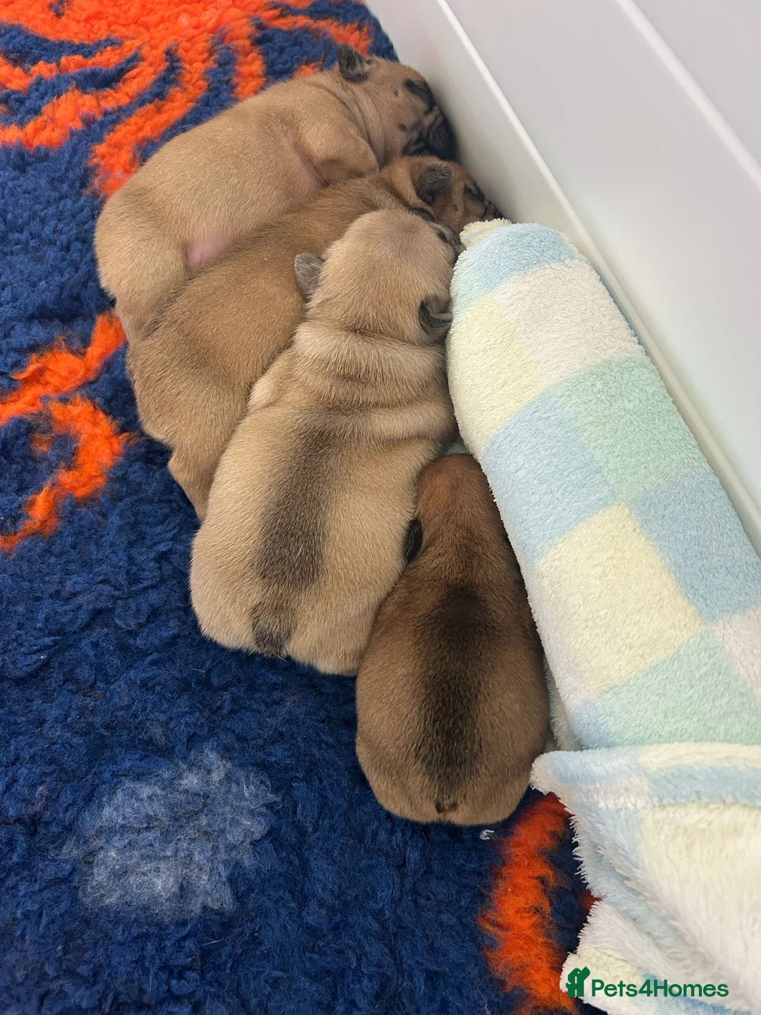 French Bulldog dogs for stud: Denzel- Open for Stud- PROVEN. Son of Super Ted  in Gillingham - Advert 21