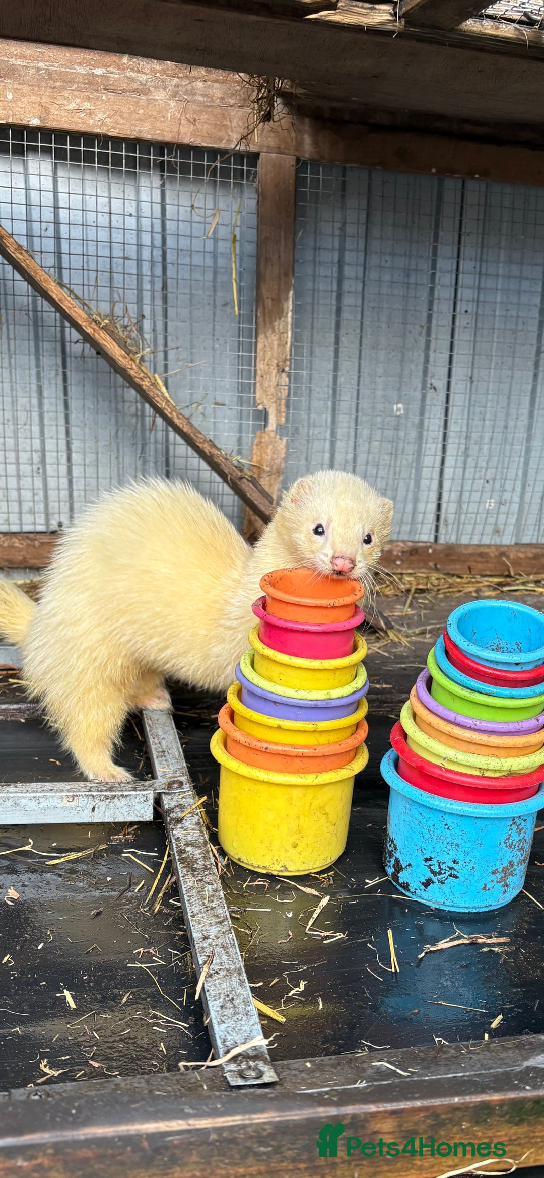 Ferret rodents for sale: Make ferret for rehoming  - Advert 3