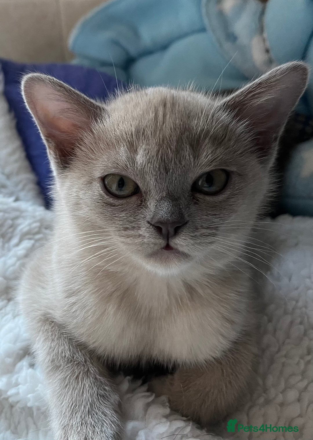 Lilac Tortie Burmese Lilac Burmese Lilac Point Burmese Tortie