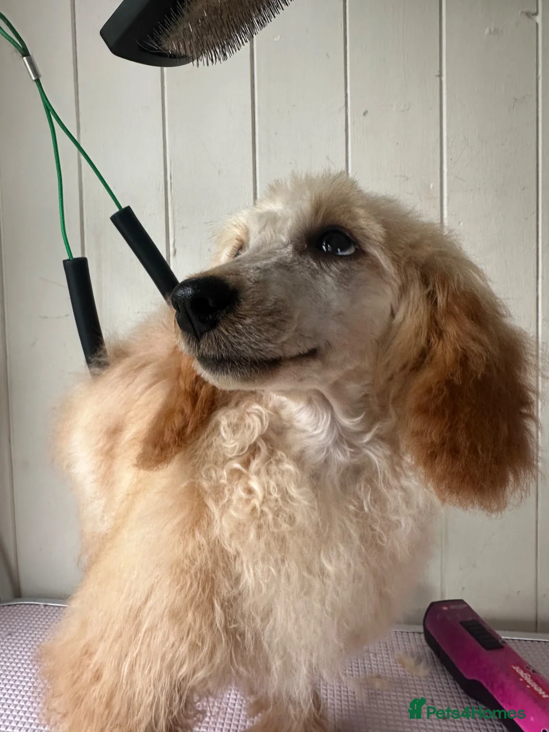 Miniature Poodle dogs for sale: Mini poodle mix  - Advert 7