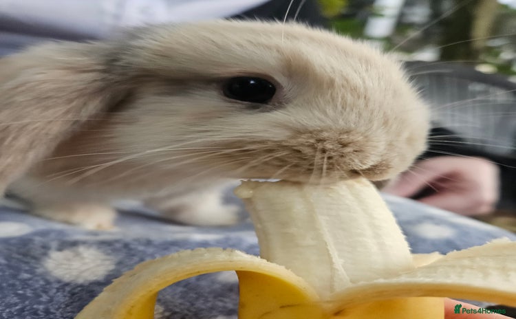 Mini Lop rabbits - Advert 11