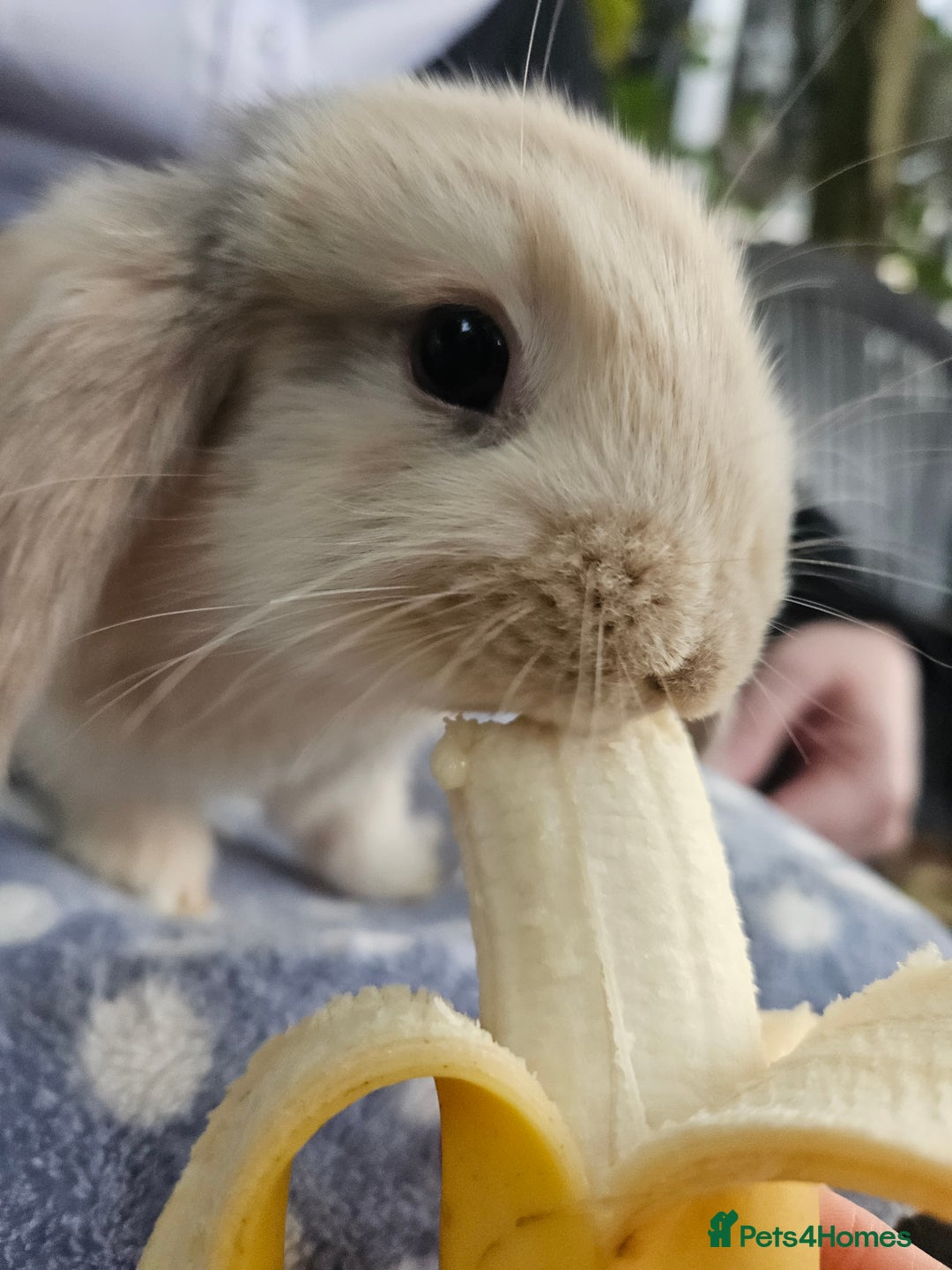 Mini Lop rabbits for sale: 4 gorgeous mini lop boys - Image 1