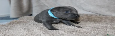 KC Blue Staffy Boy – Baby Blue Collar | Champion Bloodline
