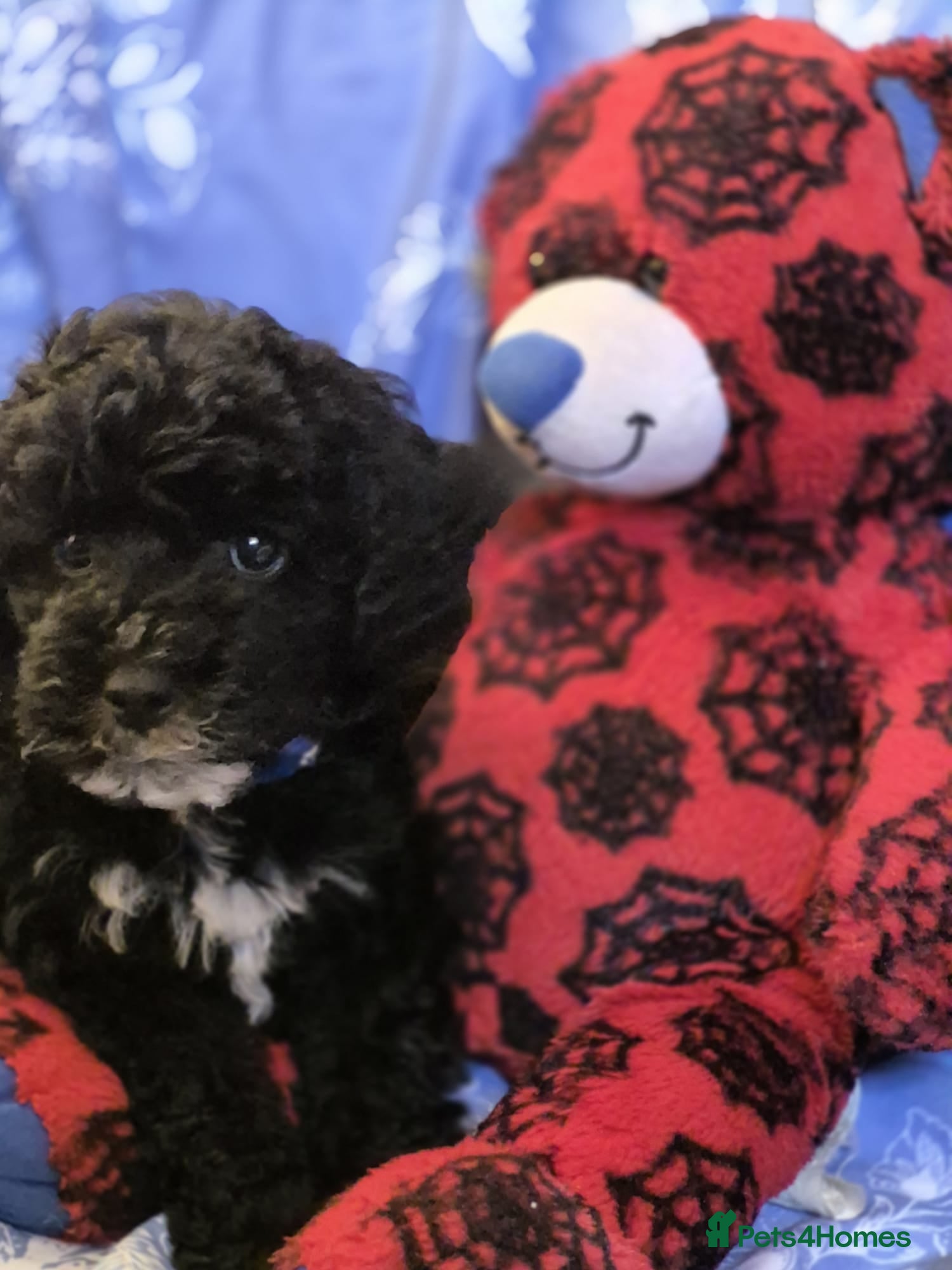 Lhasapoo dogs Ready to Leave Gorgeous Lhachon/Poodle - Advert 1