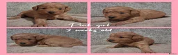 Labradoodle dogs for sale: READY to leave - Miniature F1b Labradoodles - Advert 15