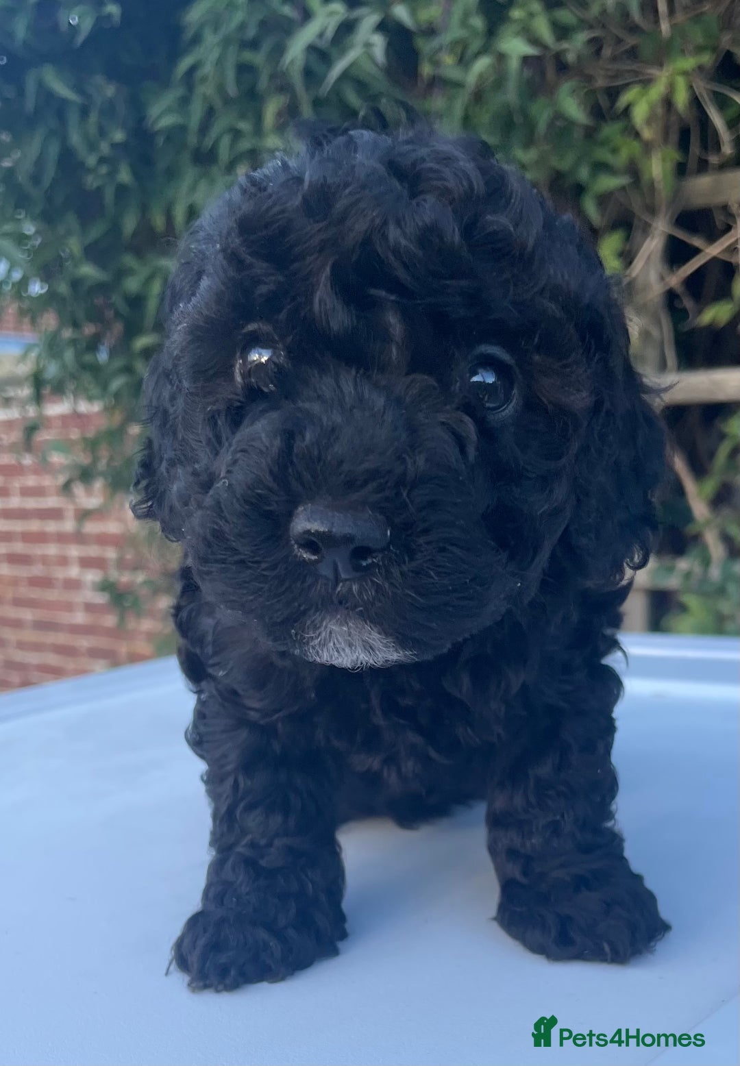 Maltipoo dogs for sale: F1B maltipoo - Image 23