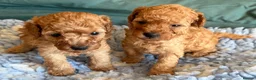Toy Poodle dogs for sale: Toy poodle pups  - Advert 3