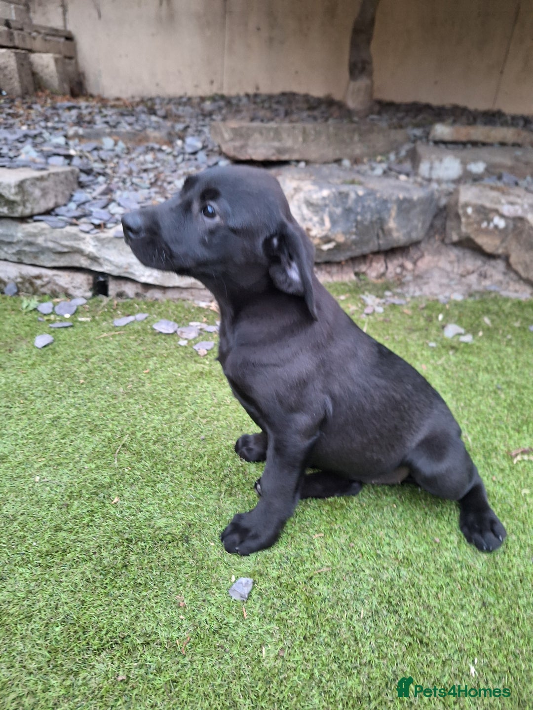 Labrador Retriever dogs for sale: ONLY 2 LEFT. Beautiful Healthy Labrador Puppies - Image 32