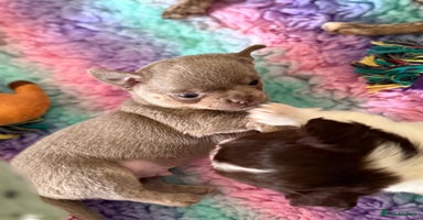 Chihuahua dogs - Advert 5