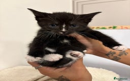 Mixed Breed cats for sale: beautiful kittens  - Image 16