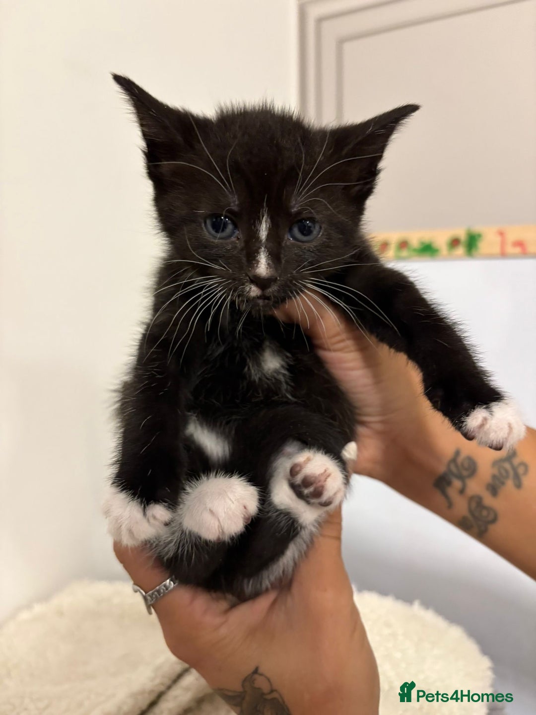 Mixed Breed cats for sale: beautiful kittens  - Image 16