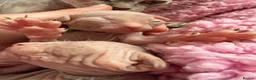 Sphynx cats for sale: Gorgeous Sphynx Kittens  - Advert 2