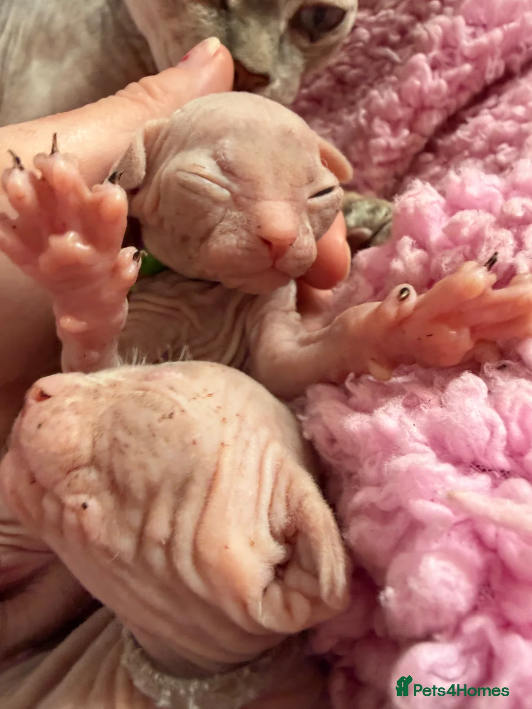 Sphynx cats for sale: Gorgeous Sphynx Kittens  - Advert 2