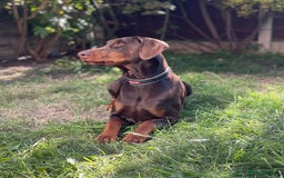 Dobermann dogs for stud: PROVEN SIRE, SON OF COME AS YOU ARE I-REX(Imp Scg) in Leeds - Image 7