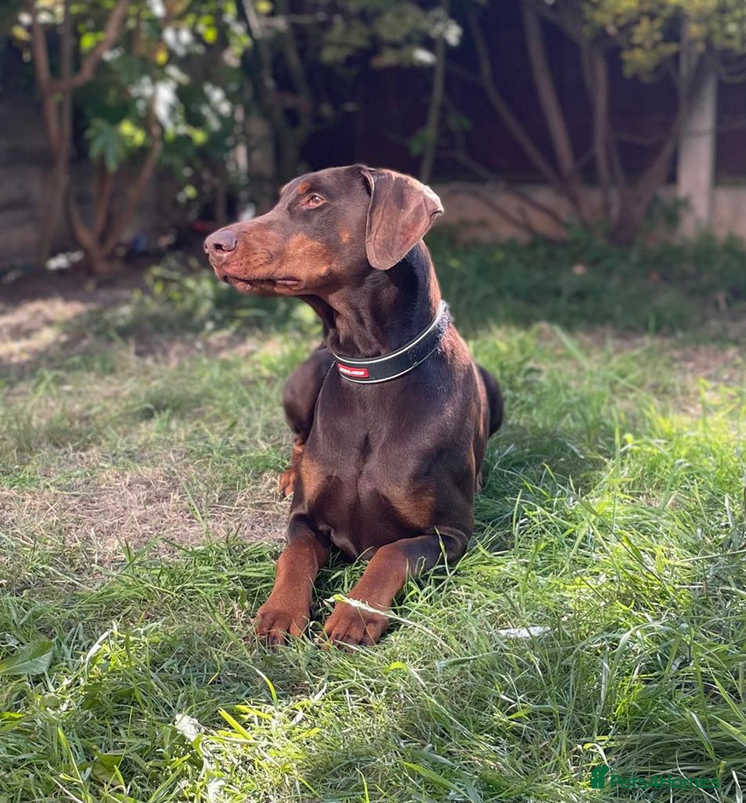 Dobermann dogs for stud: PROVEN SIRE, SON OF COME AS YOU ARE I-REX(Imp Scg) in Leeds - Image 7
