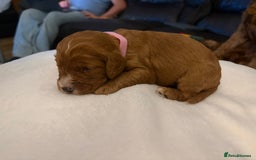 Mixed Breed dogs for sale: Cockapoo/Cavapoo Mix Puppies Available 10 Nov 25 - Image 17