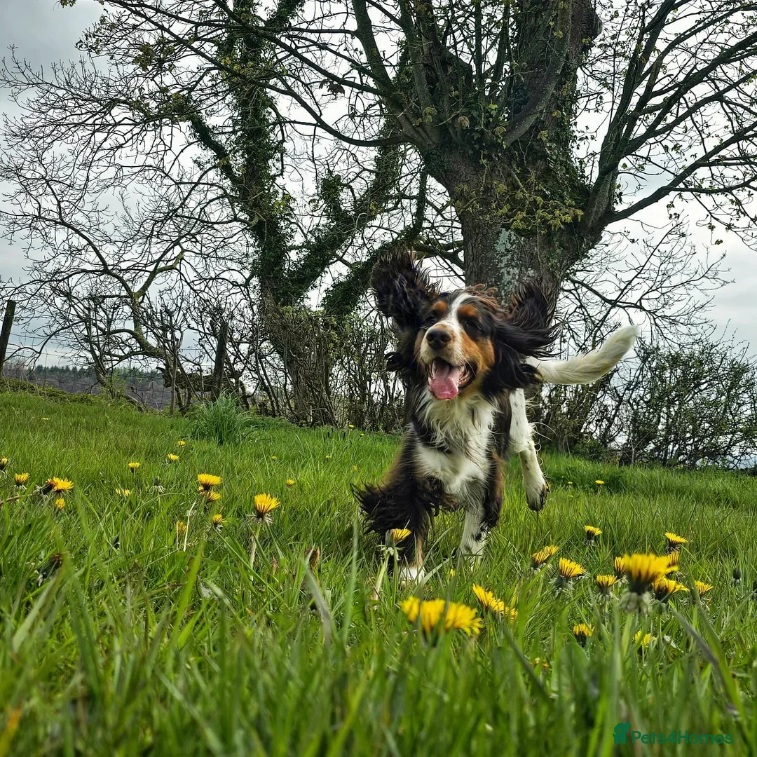 Cocker Spaniel dogs for sale: Cocker Spaniel Female  - Advert 3