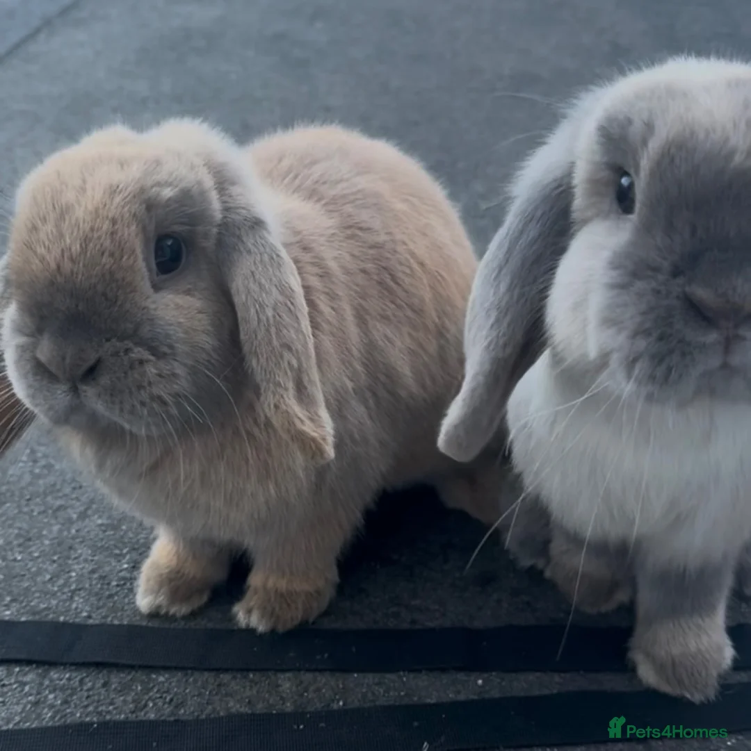 Mini Lop rabbits for sale: 8 Month Old Brother & Sister Mini Lops - Advert 2