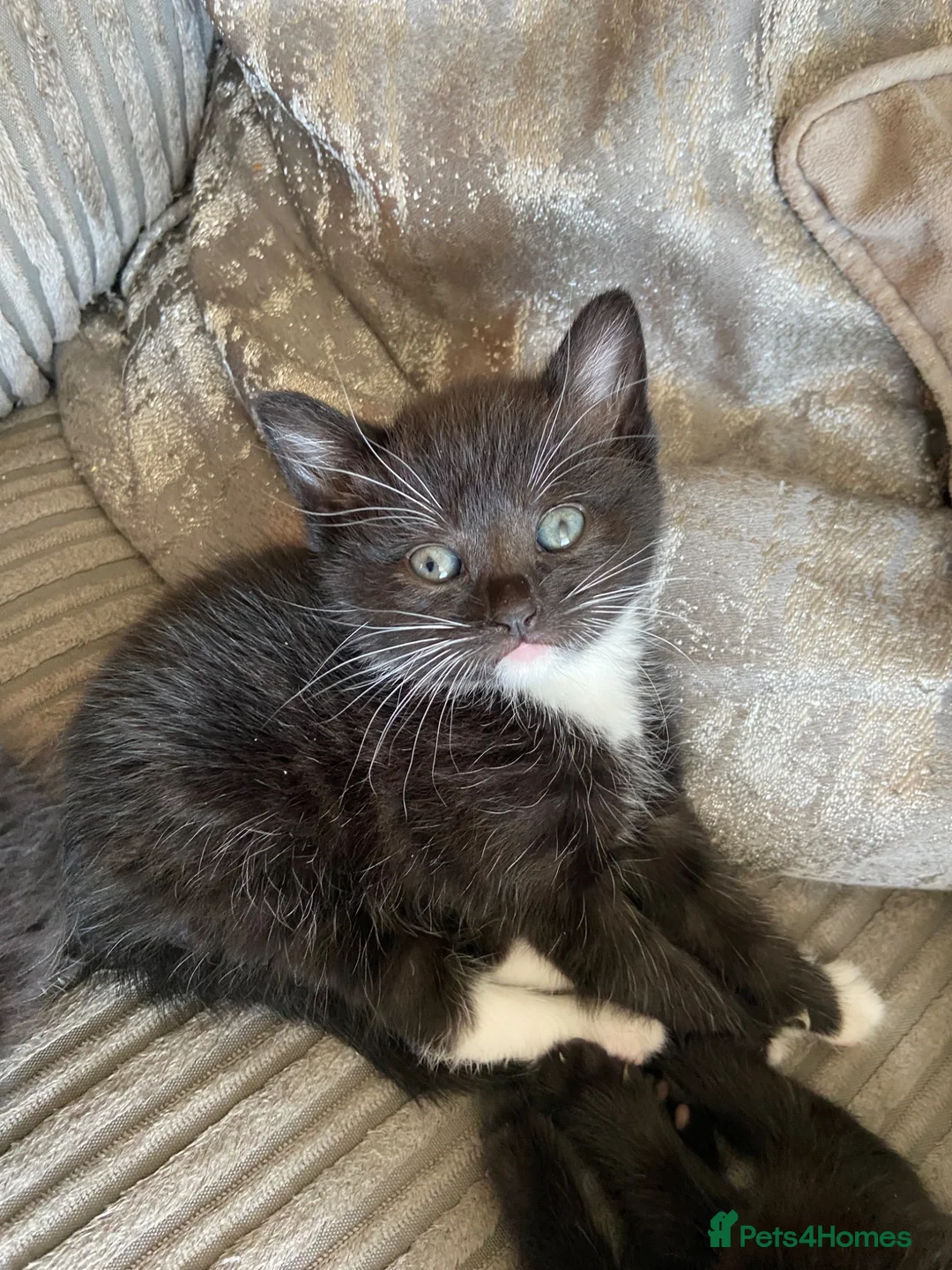 Mixed Breed cats for sale: Beautiful kittens looking for their forever homes  - Advert 8