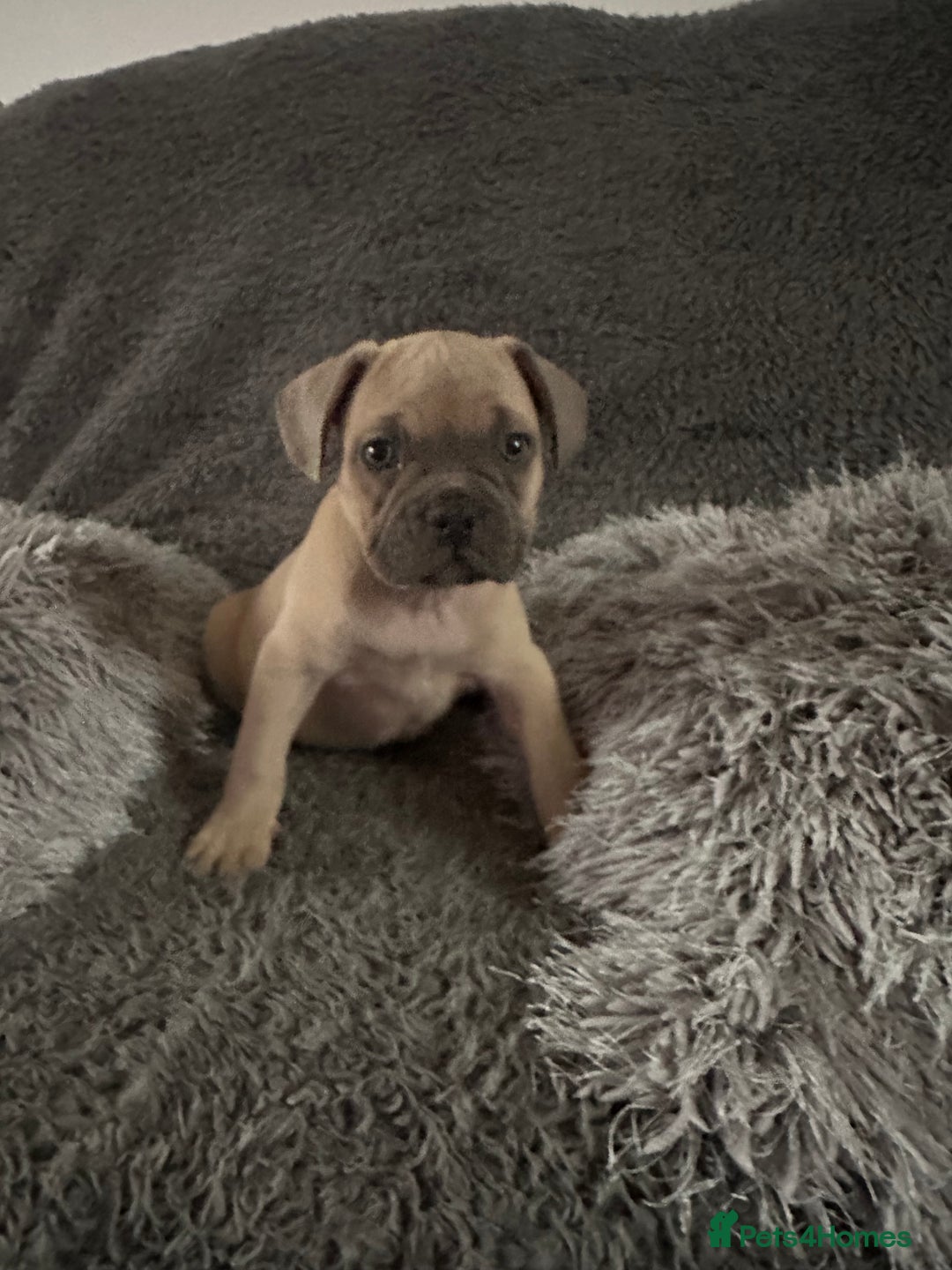Mixed Breed dogs for sale: Rare breed French Bulldog x English bulldog   - Image 9