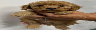Cockapoo 3