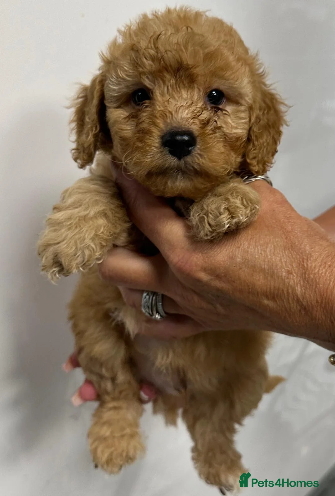 Cockapoo dogs for sale: 6 ADORABLE COCKAPOO PUPPIES 3 BOYS & 3 GIRLS - Advert 1