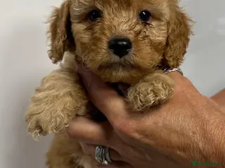 Cockapoo dogs for sale: 6 ADORABLE COCKAPOO PUPPIES 3 BOYS & 3 GIRLS - Advert 1
